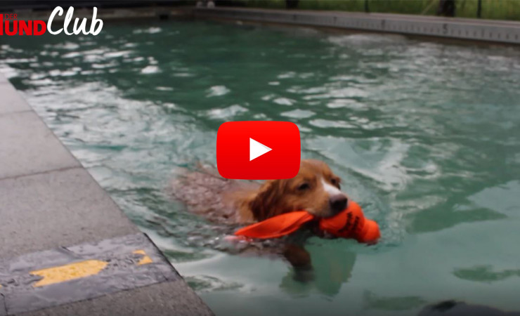 Hundesportart: Dock Diving