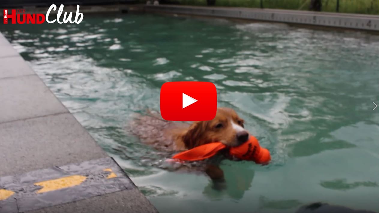 Hundesportart: Dock Diving