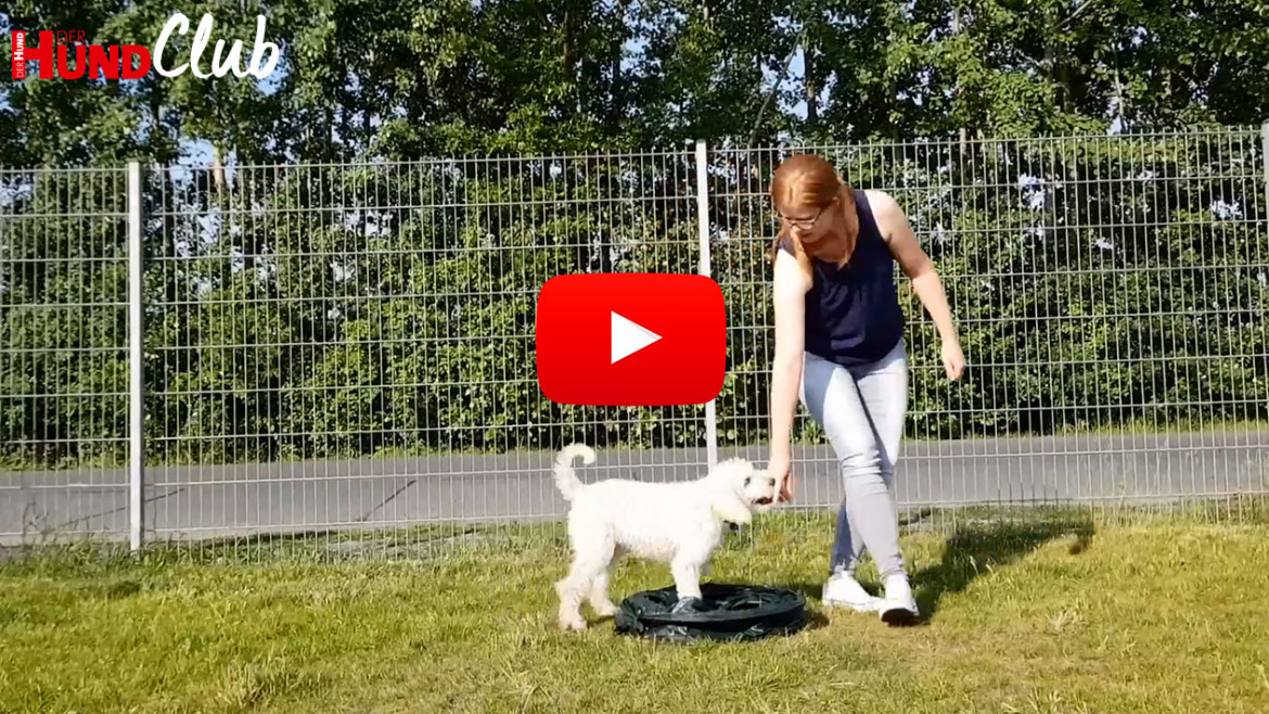 Die Motorik von Hunden trainieren – mit Raphaela Niewerth