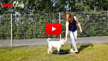 Die Motorik von Hunden trainieren – mit Raphaela Niewerth