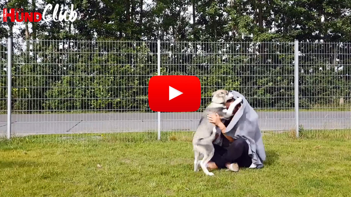 Die Reaktionen von Hunden auf optische und akustische Reize – mit Raphaela Niewerth