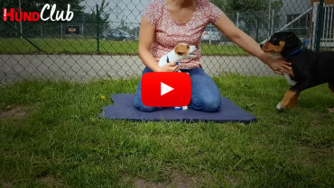 Das Sicherheitsgefühl des Hundes verstärken – mit Raphaela Niewerth