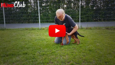 Hunde richtig festhalten – mit Raphaela Niewerth