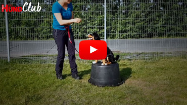 Die Körpersprache von Hunden – mit Raphaela Niewerth