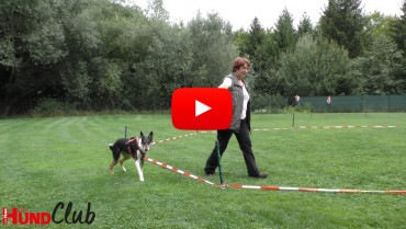 Longieren für Hunde – mit Hildegard Stepberger