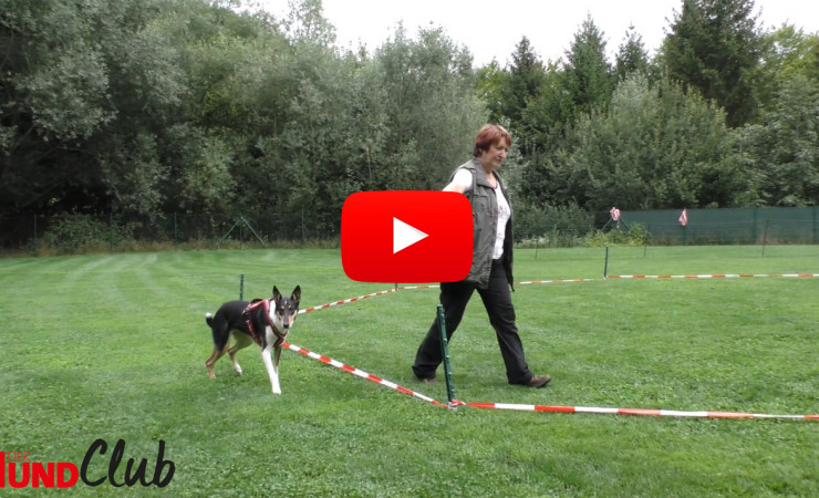 Longieren für Hunde – mit Hildegard Stepberger