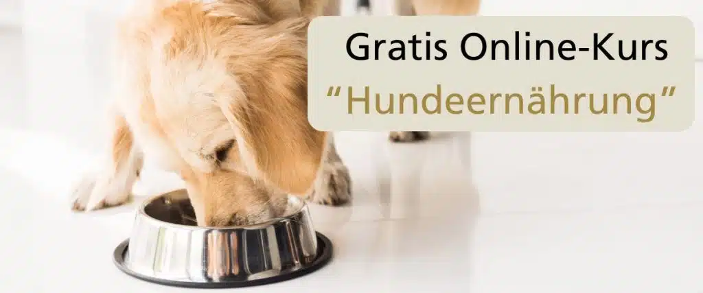 Welches Futter passt zu welcher Rasse? Was braucht ein sportlicher Hund im Napf? Wie vermeide ich Mangelernährung beim Barfen? Dieser Kurs bereitet dich optimal vor.