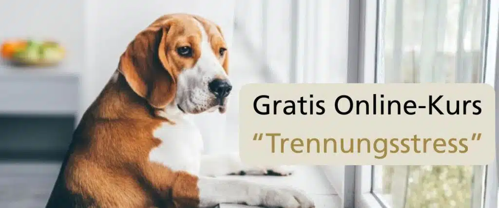 Trennungsstress, wie entsteht er? Was bedeutet das für den Hund? Wie äußert er sich? Und vor allem: Wie kann ich verhindern, dass Trennungsstress auftritt?