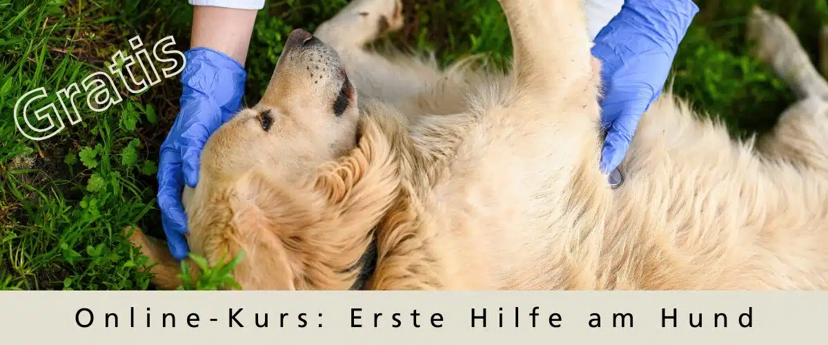 Kurs Erste Hilfe gratis_1200x500