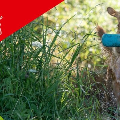 gratis Dummytraining_1200x500