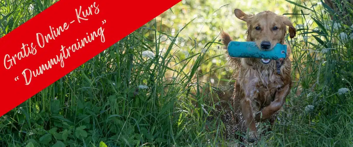 gratis Dummytraining_1200x500