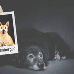 Alter Hund, na und mit Maria Rehberger