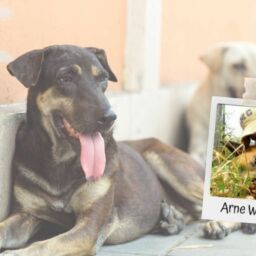 Arne Winkler über Tierschutzhunde