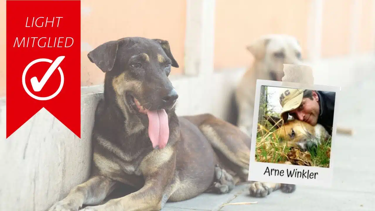 Arne Winkler über Tierschutzhunde