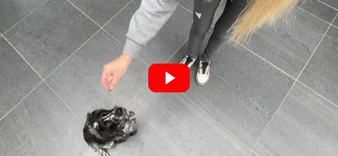 Hund lernt Leckerlis zu fangen