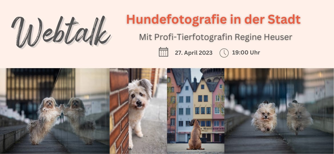 Webtalk Hundefotografie in der Stadt mit Regine Heuser
