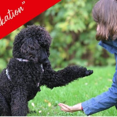 gratis Kurs Bindung_Kommunikation_1200x500