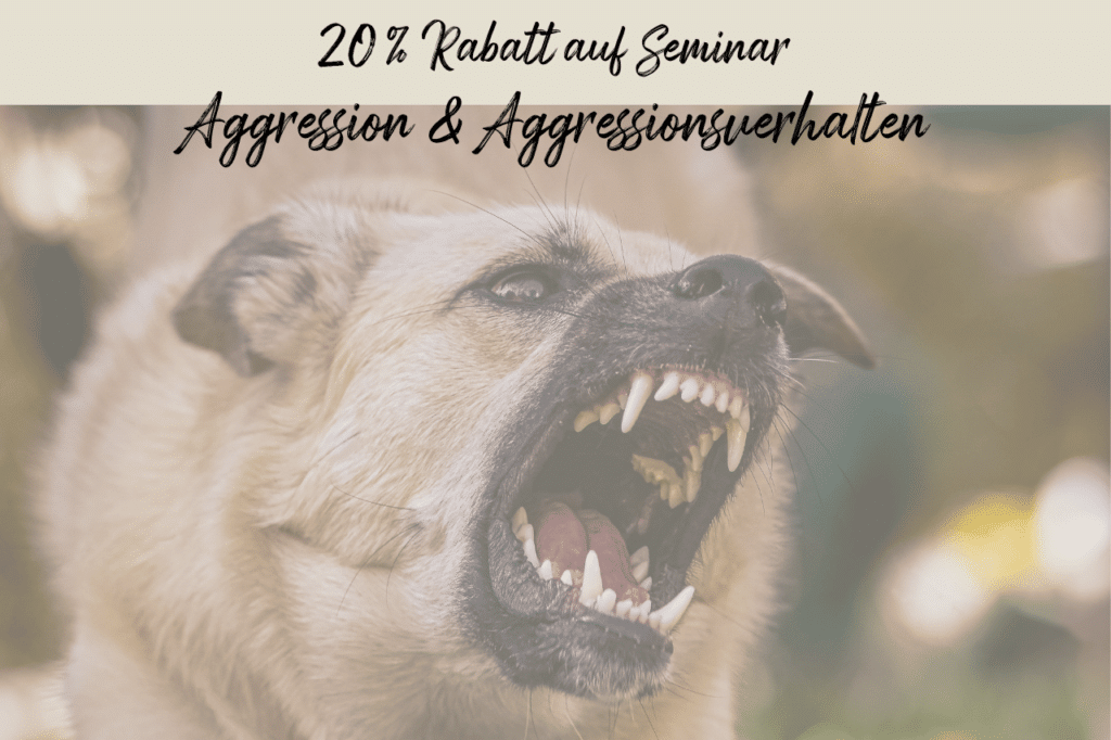 Was ist eigentlich Aggression und was nicht? Lerne mit Nadia Winter in 12 Lektionen, was Auslöser für Aggressionsverhalten sein können, wie du kritische Situationen erkennen und zu einem aggressionsfreien Alltag mit deinem Hund gelangen kannst.