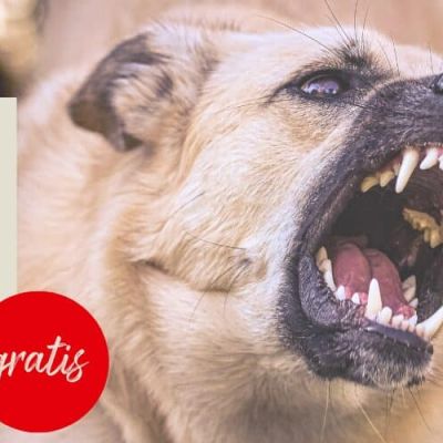 Kurs Aggressionsverhalten_1200x500