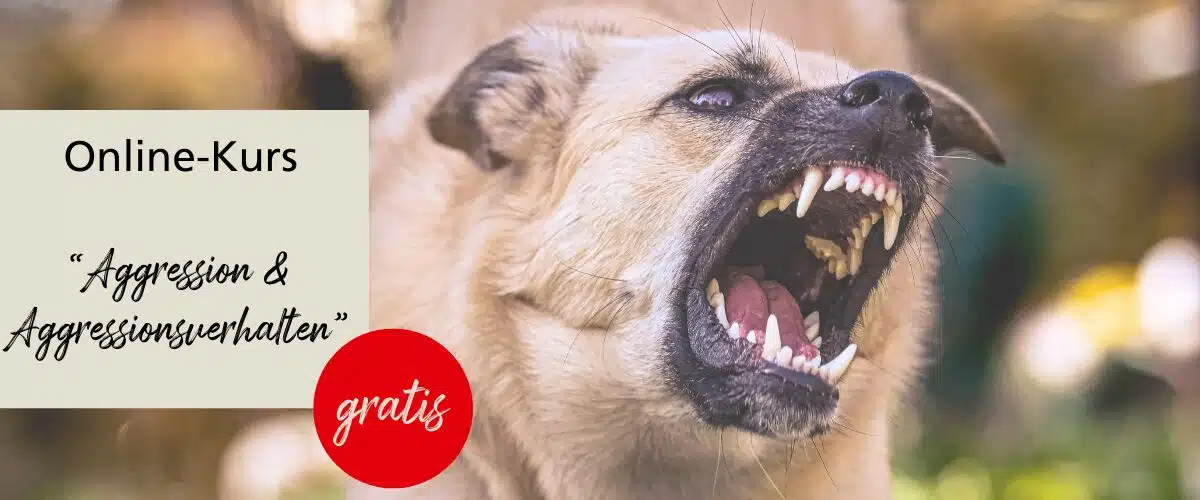Kurs Aggressionsverhalten_1200x500
