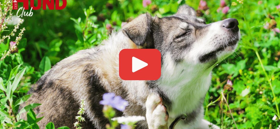 Hund Allergien_1920x1080