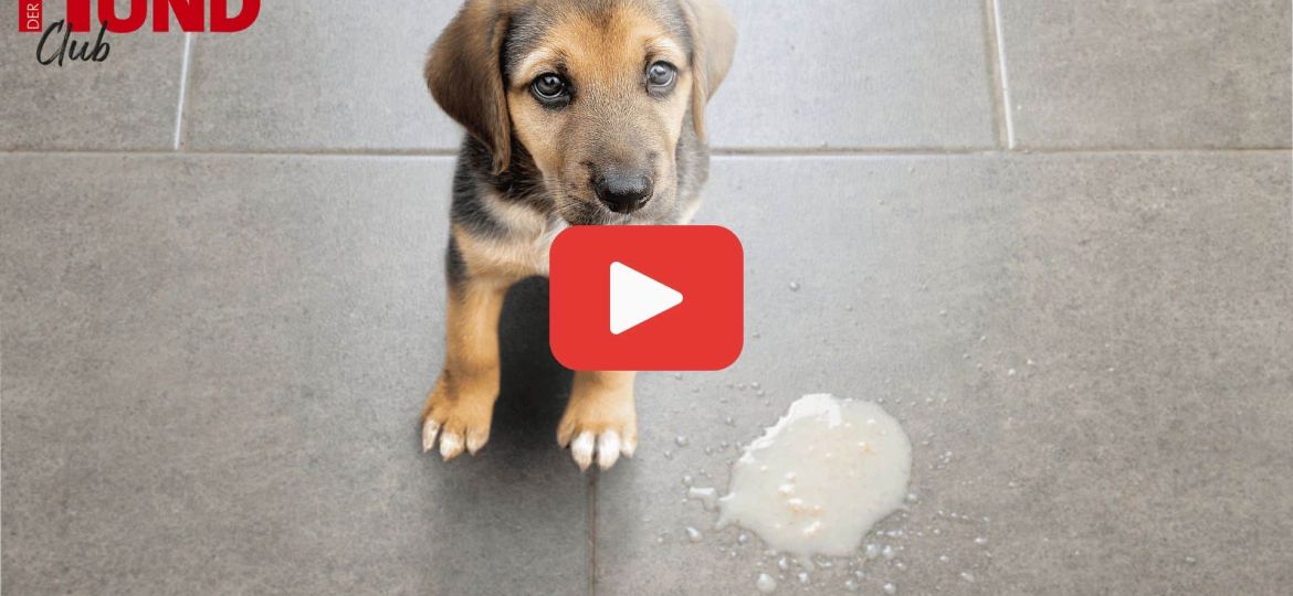 Hund Vergiftungen_2_1920x1080