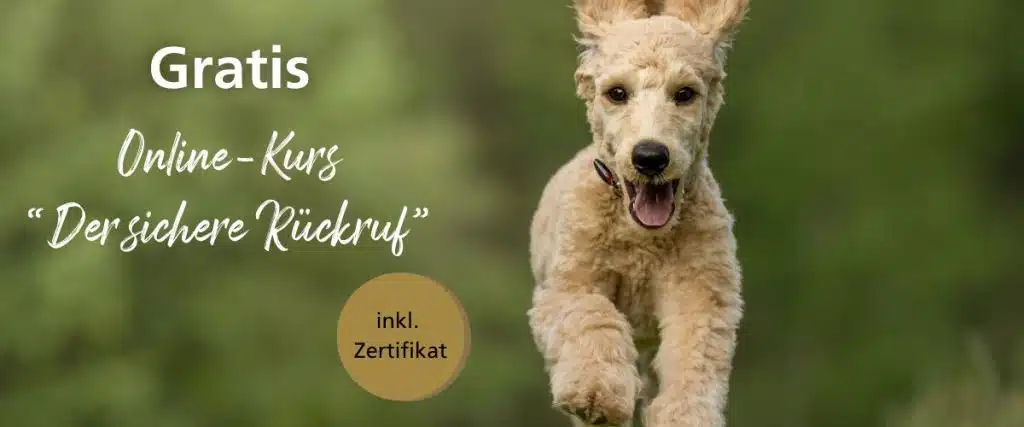 Lerne Schritt für Schritt was nötig ist, um deinem Hund einen zuverlässigen Rückruf beizubringen. Von theoretischen Grundlagen, Einblicken in die verschiedenen Konditionierungsformen, Belohnungsstrategien und Lerngesetzen, bis hin zu praktischen Übungen für alle Level.