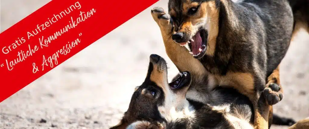 Gemeinsam mit unseren Experten lernen wir medizinisch-psychologische und ethologische Grundlagen, alles zur Forschung und Erfahrungen zum praktischen Umgang bei Hunden mit Verhaltensstörungen.