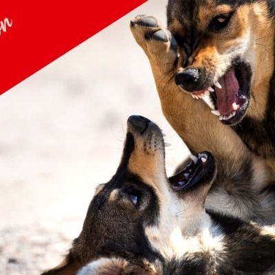 Kurs lautliche Kommunikation Aggression gratis_1200x500