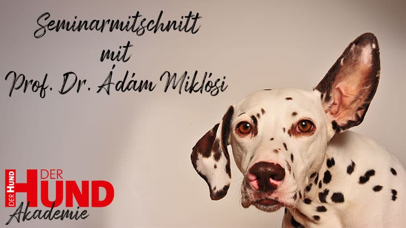 Seminarmitschnitt_DHC_Beitragsbild_800x450