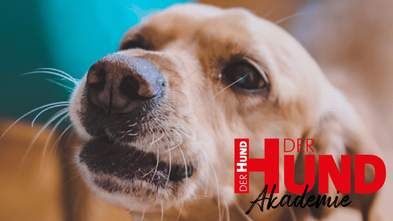 Webtalk Klingelstress 800x450