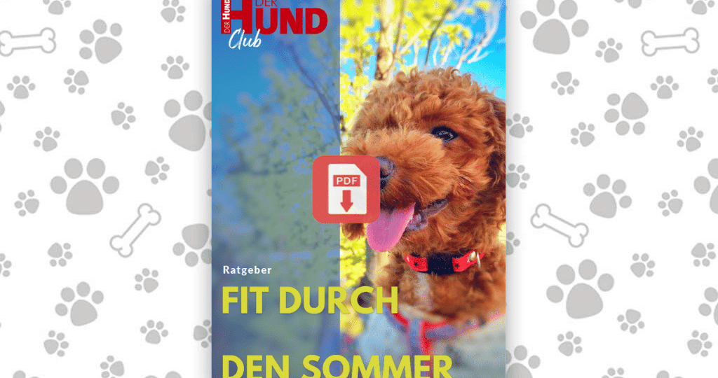 DL_Fit durch den Sommer
