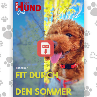 DL_Fit durch den Sommer