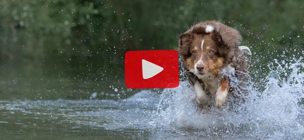 Braun-weisser Hund rennt durchs spritzende Wasser, in der Mitte des Bildes ein Play-Button