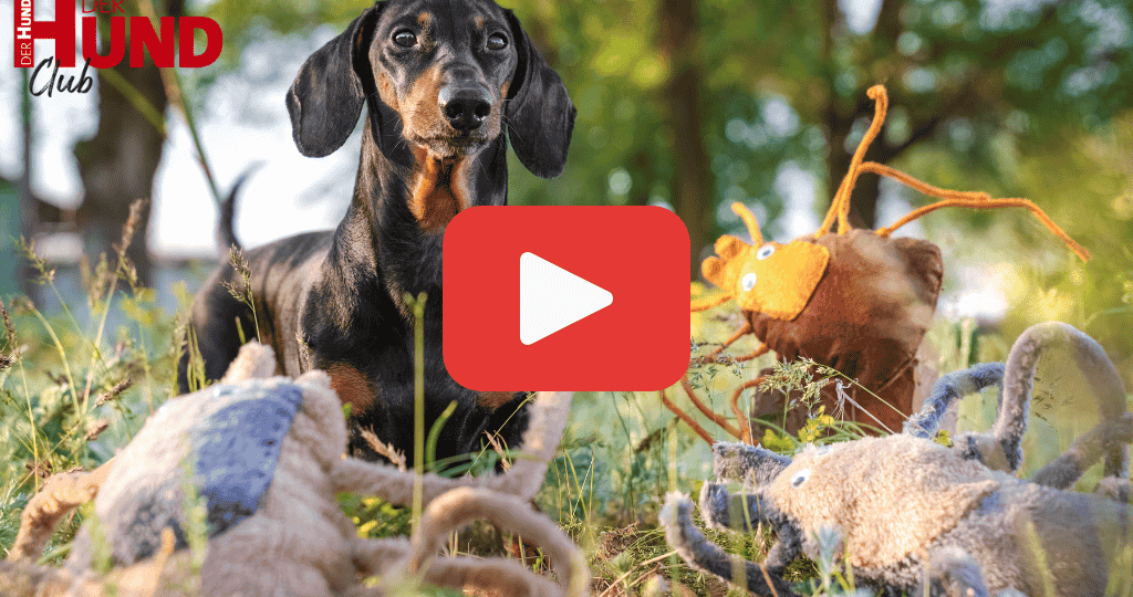 Zecken in der Stadt_1024x576_n