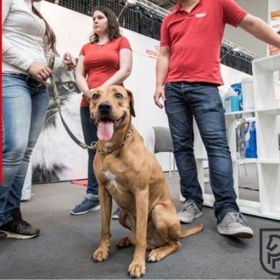 Großer brauner Hund auf der PFOTENLIEBE Messe mit 'Light Mitglied' Banner im Hintergrund