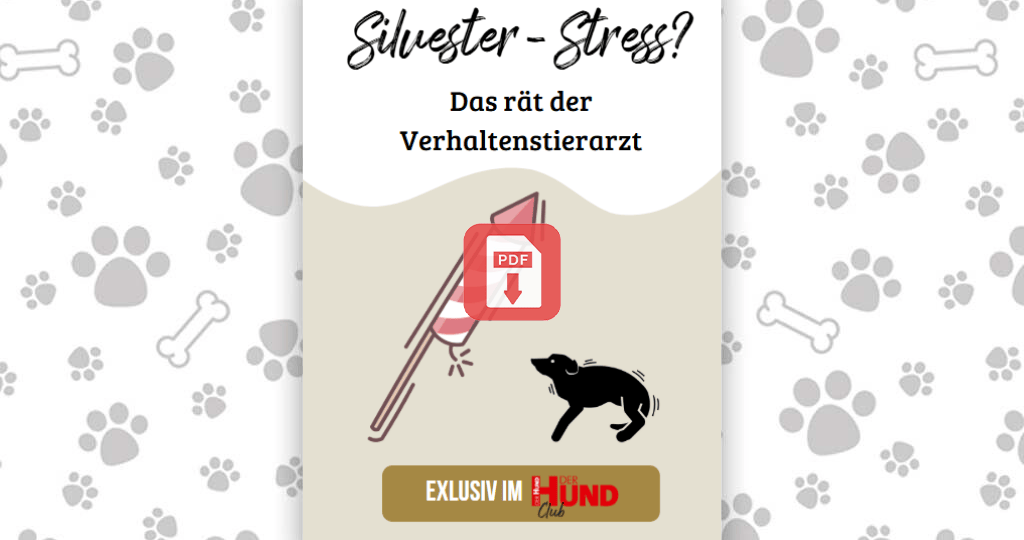 Download_Silvesterstress