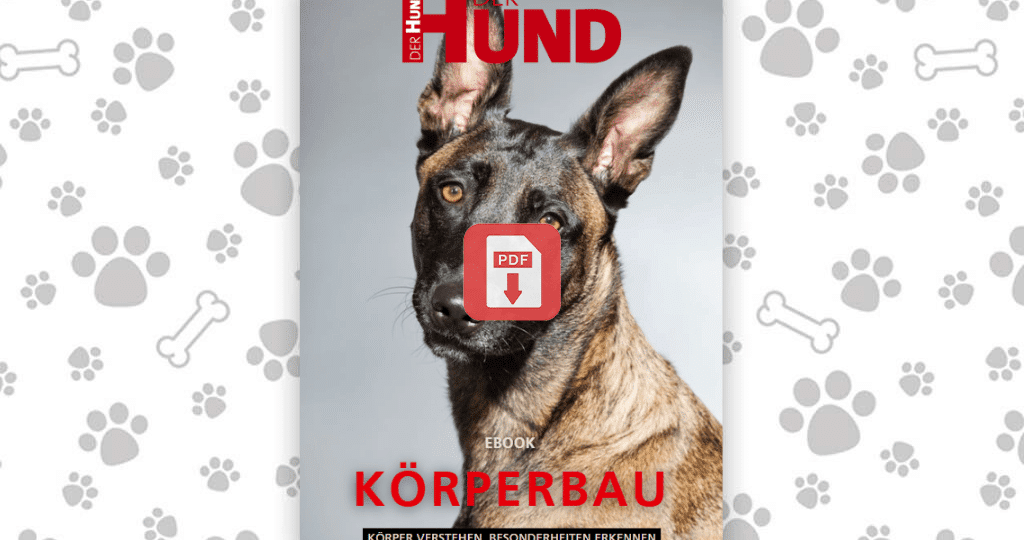 Download ebook koerperbau_1024x577