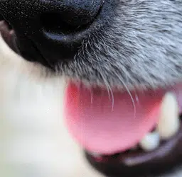 Nahaufnahme einer geöffneten Hundeschnauze als Headerbild zur Leserfrage