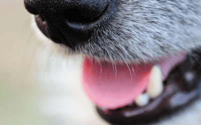 Nahaufnahme einer geöffneten Hundeschnauze als Headerbild zur Leserfrage