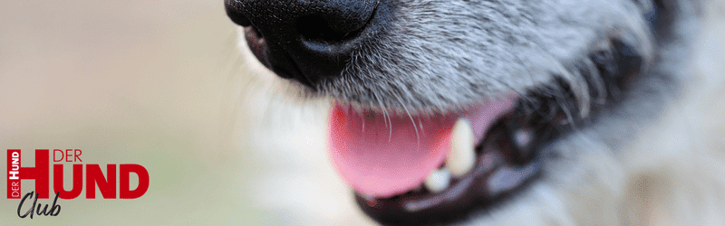 Nahaufnahme einer geöffneten Hundeschnauze als Headerbild zur Leserfrage