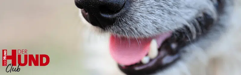 Nahaufnahme einer geöffneten Hundeschnauze als Headerbild zur Leserfrage