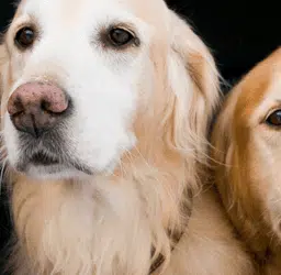 2 Hunde schauen aus einem halb geöffneten Autofenster