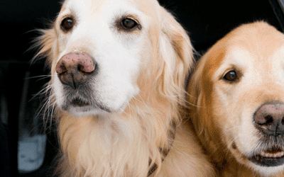 2 Hunde schauen aus einem halb geöffneten Autofenster