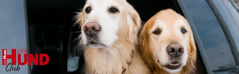 2 Hunde schauen aus einem halb geöffneten Autofenster