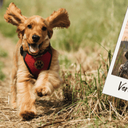 Headerbild zum Webtalk "Der sichere Rückruf" mit einem rennenden Hund auf einem Feldweg