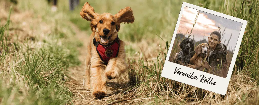 Headerbild zum Webtalk "Der sichere Rückruf" mit einem rennenden Hund auf einem Feldweg