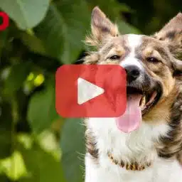 Braun-weißer, mittelgroßer Hund vor einem grün bepflanzten Hintergrund hechelt frontal in die Kamera. In der Mitte des Bildes befindet sich ein Play-Button.