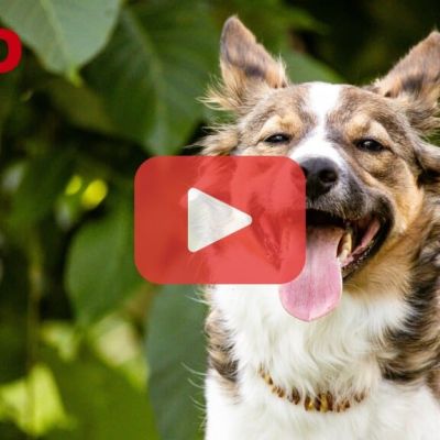 Braun-weißer, mittelgroßer Hund vor einem grün bepflanzten Hintergrund hechelt frontal in die Kamera. In der Mitte des Bildes befindet sich ein Play-Button.