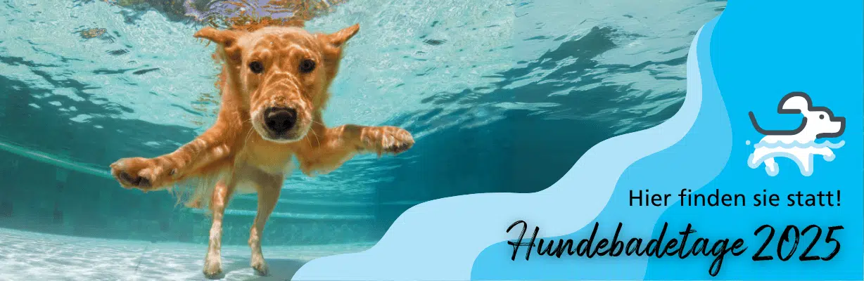 Hund taucht im Schwimmbad unter Wasser